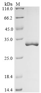 Recombinant Human Caspase-3 (CASP3), partial