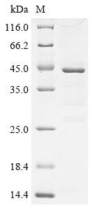 Recombinant Human C-C motif chemokine 21 (CCL21)