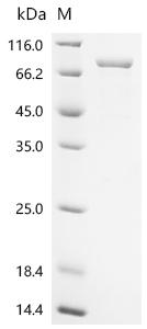 Recombinant Xenopus laevis Cyclin-A2 (ccna2)