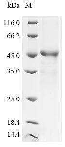 Recombinant Human Membrane cofactor protein (CD46), partial