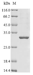 Recombinant Human Neuronal acetylcholine receptor subunit alpha-7 (CHRNA7), partial