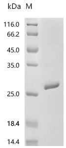 Recombinant Human Neuronal acetylcholine receptor subunit alpha-7 (CHRNA7), partial