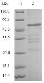 Recombinant Human Chloride intracellular channel protein 4 (CLIC4)