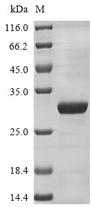 Recombinant Human Ciliary neurotrophic factor (CNTF)