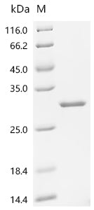 Recombinant Human Ciliary neurotrophic factor (CNTF)