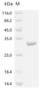 Recombinant Rat Alpha-crystallin A chain (Cryaa)