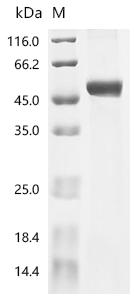 Recombinant Rickettsia helvetica Citrate synthase (gltA)