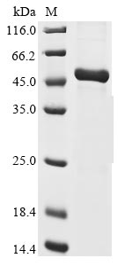 Recombinant Human Chorionic somatomammotropin hormone 2 (CSH2)
