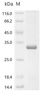 Recombinant Saimiri boliviensis boliviensis Cathepsin S (CTSS)