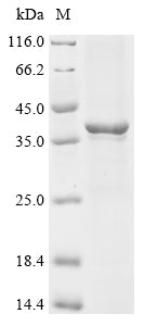 Recombinant Rat Chemokine (C-X-C motif) ligand 13(Cxcl13), partial