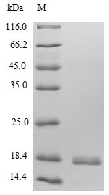Recombinant Human C-X-C motif chemokine 9 (Cxcl9)