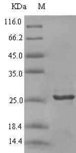Recombinant Rabbit C-X-C motif chemokine (CXCL9)