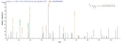 Recombinant Rat Cytoglobin (Cygb)