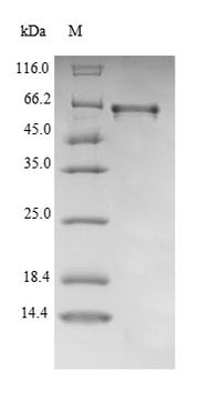 Recombinant Mouse 25-hydroxyvitamin D-1 alpha hydroxylase, mitochondrial (Cyp27b1)