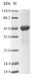 Recombinant Rat D-amino-acid oxidase (Dao)