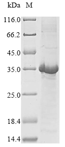 Recombinant Human Neutrophil defensin 1 (DEFA1)