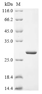 Recombinant Neisseria gonorrhoeae Dihydrofolate reductase (folA)