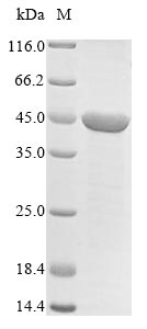 Recombinant Mouse Dihydroorotate dehydrogenase (quinone), mitochondrial(Dhodh), partial