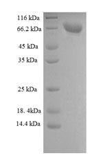 Recombinant Rat Dipeptidyl aminopeptidase-like protein 6 (DPP6), partial