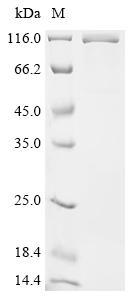 Recombinant Mouse Desmoglein-3 (Dsg3), partial, Biotinylated