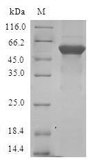 Recombinant Human Transcription factor E2F6 (E2F6)