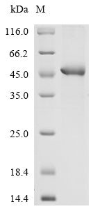 Recombinant Human Extracellular matrix protein 1 (ECM1), partial