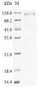 Recombinant Mouse Elongation factor 2 (Eef2)