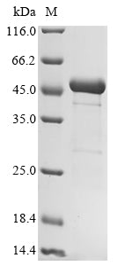 Recombinant Human Eukaryotic translation initiation factor 3 subunit F (EIF3F)