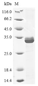 Recombinant Human Chymotrypsin-like elastase family member 3B (CELA3B)
