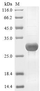Recombinant Human Chymotrypsin-like elastase family member 3B (CELA3B)