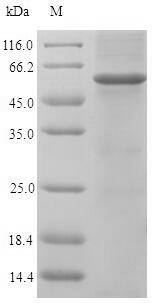 Recombinant Chicken Homeobox protein engrailed-1 (EN1)