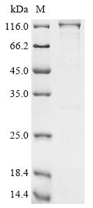 Recombinant Human General transcription and DNA repair factor IIH helicase subunit XPB (ERCC3)