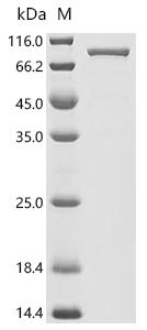 Recombinant Human Exocyst complex component 5 (EXOC5)