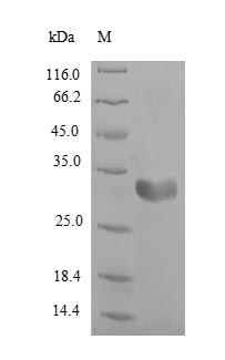 Recombinant Rat Fatty acid-binding protein, heart (Fabp3)