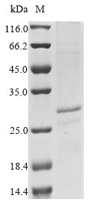 Recombinant Macaca fascicularis Tumor necrosis factor ligand superfamily member 6 (FASLG), partial