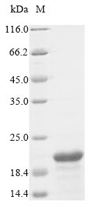 Recombinant Bovine Adrenodoxin, mitochondrial (FDX1)