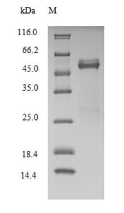 Recombinant Human Fos-related antigen 2 (FOSL2)