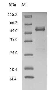 Recombinant Human Fos-related antigen 2 (FOSL2)