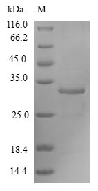 Recombinant Human Forkhead box protein M1 (FOxM1), partial
