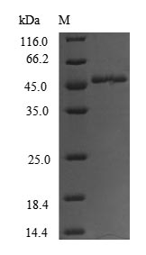 Recombinant Human Forkhead box protein O3 (FOXO3), partial