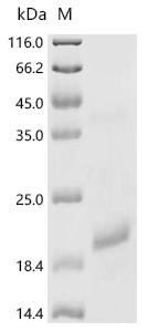 Recombinant Horse Follitropin subunit beta (FSHB)