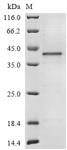 Recombinant Cricetulus griseus Glyceraldehyde-3-phosphate dehydrogenase (GAPDH)