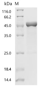 Recombinant Pongo abelii Glial fibrillary acidic protein (GFAP)