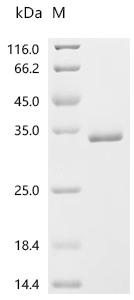 Recombinant Human FAD-linked sulfhydryl oxidase ALR (GFER)