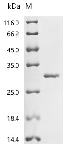 Recombinant Macaca mulatta Somatotropin (GH1)