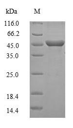 Recombinant Mouse Guanine nucleotide-binding protein G (o) subunit alpha (Gnao1)