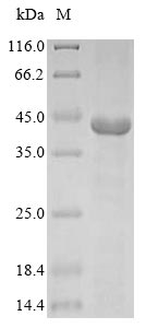 Recombinant Bovine Guanine nucleotide-binding protein G (t) subunit alpha-2 (GNAT2)