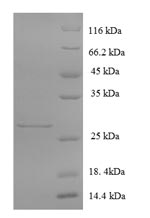 Recombinant Human Glutamate receptor 3 (GRIA3), partial