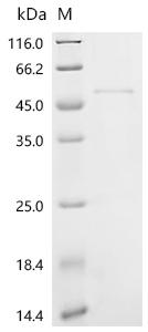Recombinant Mouse Granzyme A (Gzma)