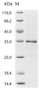 Recombinant Mouse Granzyme A (Gzma)